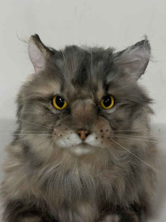 Plush American Tabby Cat Longhair-Handmade Life-Size Companion & Pet Memorial